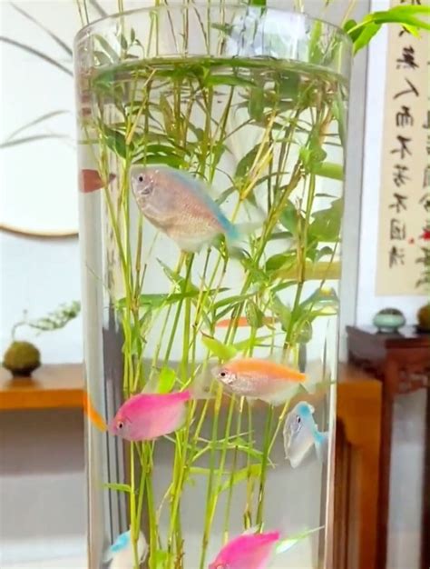 米竹養魚